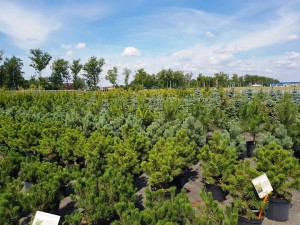 Питомник растений Green Shops Питомник растений Грин Шоп